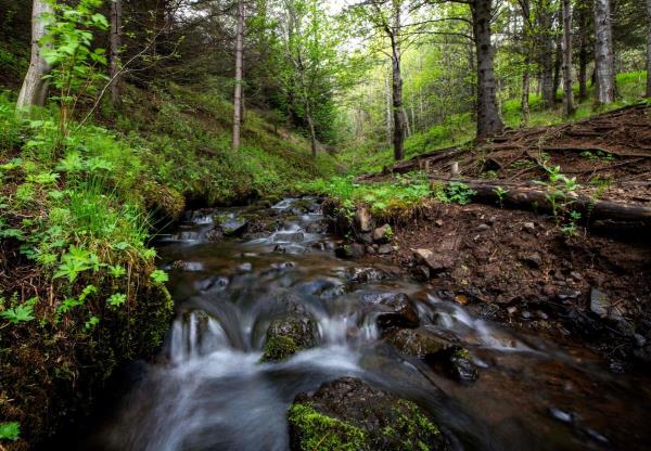 A stream flows through Mogilsa Forest close to Reykjavik, Iceland on May 21, 2019. - Before being colo<em></em>nised by the Vikings, Iceland was lush with forests but the fearsome warriors razed everything to the ground and the nation is now struggling to reforest the island.</p>

<p>　　The country is co<em></em>nsidered the least forested in Europe; indeed, forests in Iceland are so rare, or their trees so young, that it is commo<em></em>nly joked that those lost in the woods o<em></em>nly need to stand up to find their way. (Photo by Halldor KOLBEINS / AFP)        (Photo credit should read HALLDOR KOLBEINS/AFP via Getty Images)