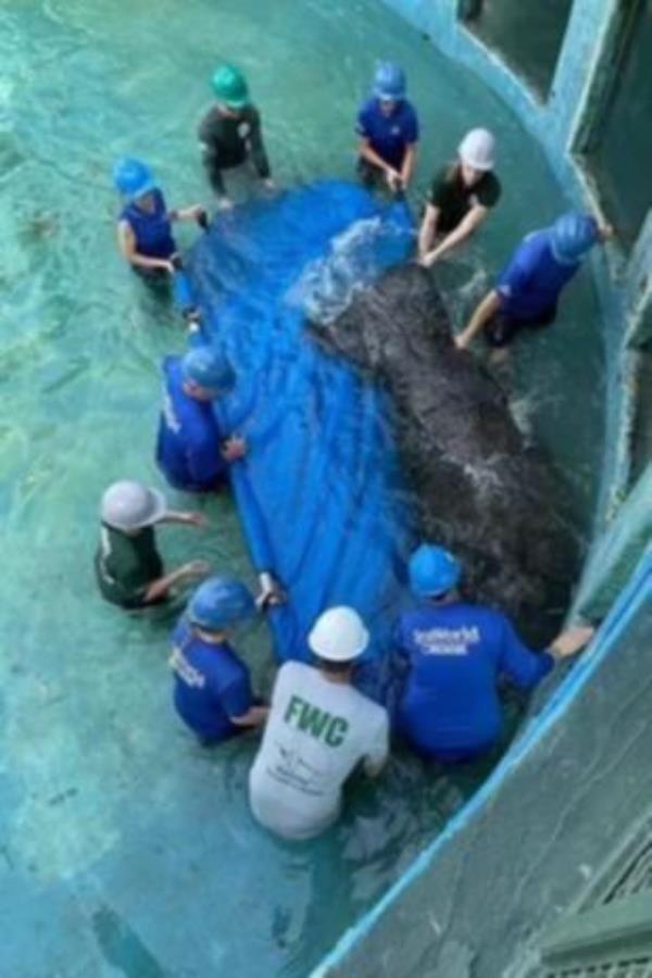 US Fish and Wildlife Services co<em></em>nfirmed that they would be transporting Romeo from the centre, wher<em></em>e the “lo<em></em>neliest whale in the world”, Lolita, died earlier this year.