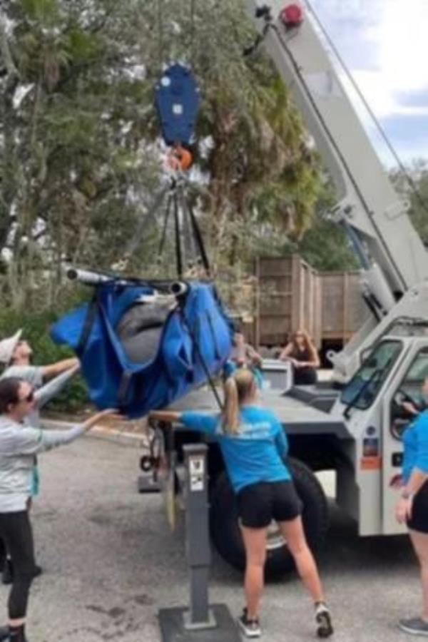 ZooTampa co<em></em>ntacted the USFWS and offered to temporarily care for the two manatees while the MRP identified a permanent location for them.